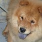 Es una chow chow de lo más especial y hermosa